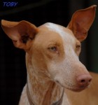 toby-z