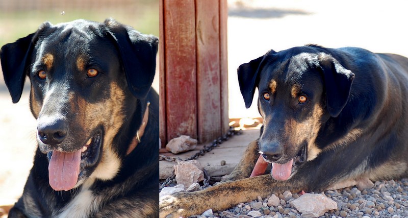 spike-